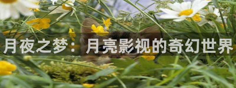 色七七影院在线视频：月夜之梦：月亮影视的奇幻世界